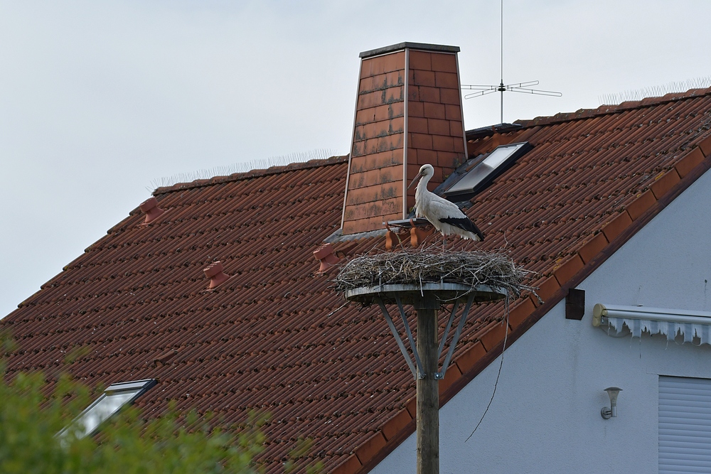 Weißstörche: Auf gute Nachbarschaft 01