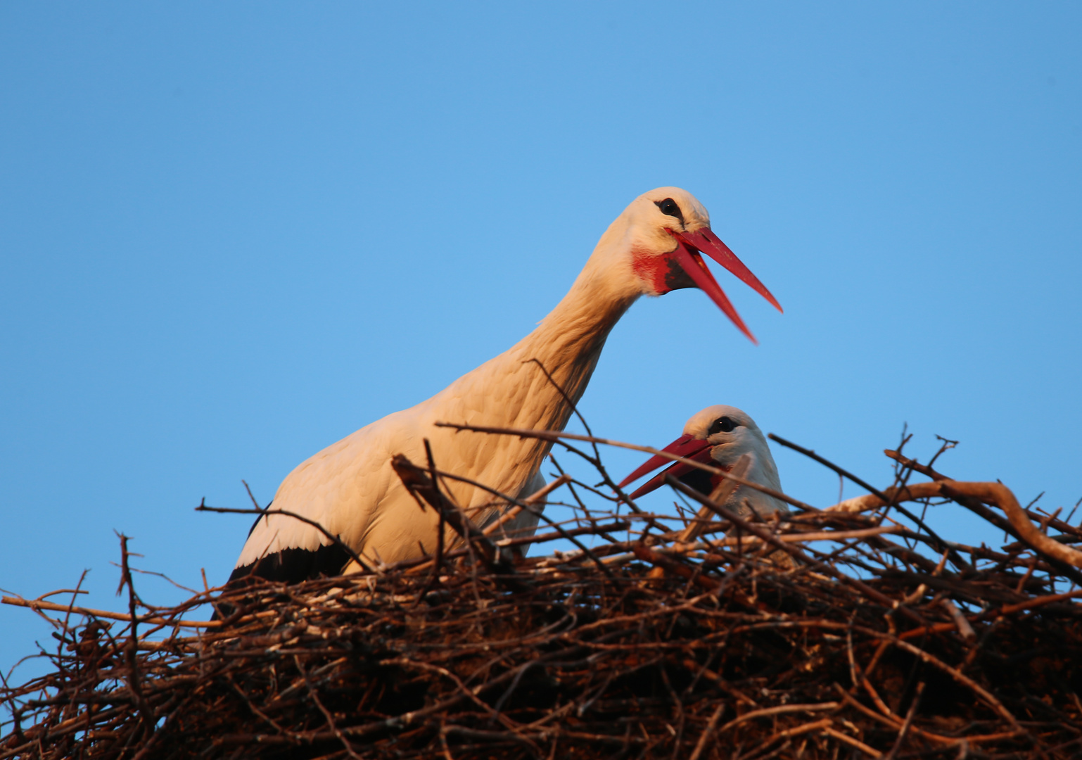 Weißstörche -Besprechung in der Abendsonne-