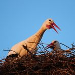 Weißstörche -Besprechung in der Abendsonne-