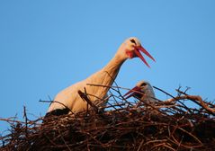 Weißstörche -Besprechung in der Abendsonne-