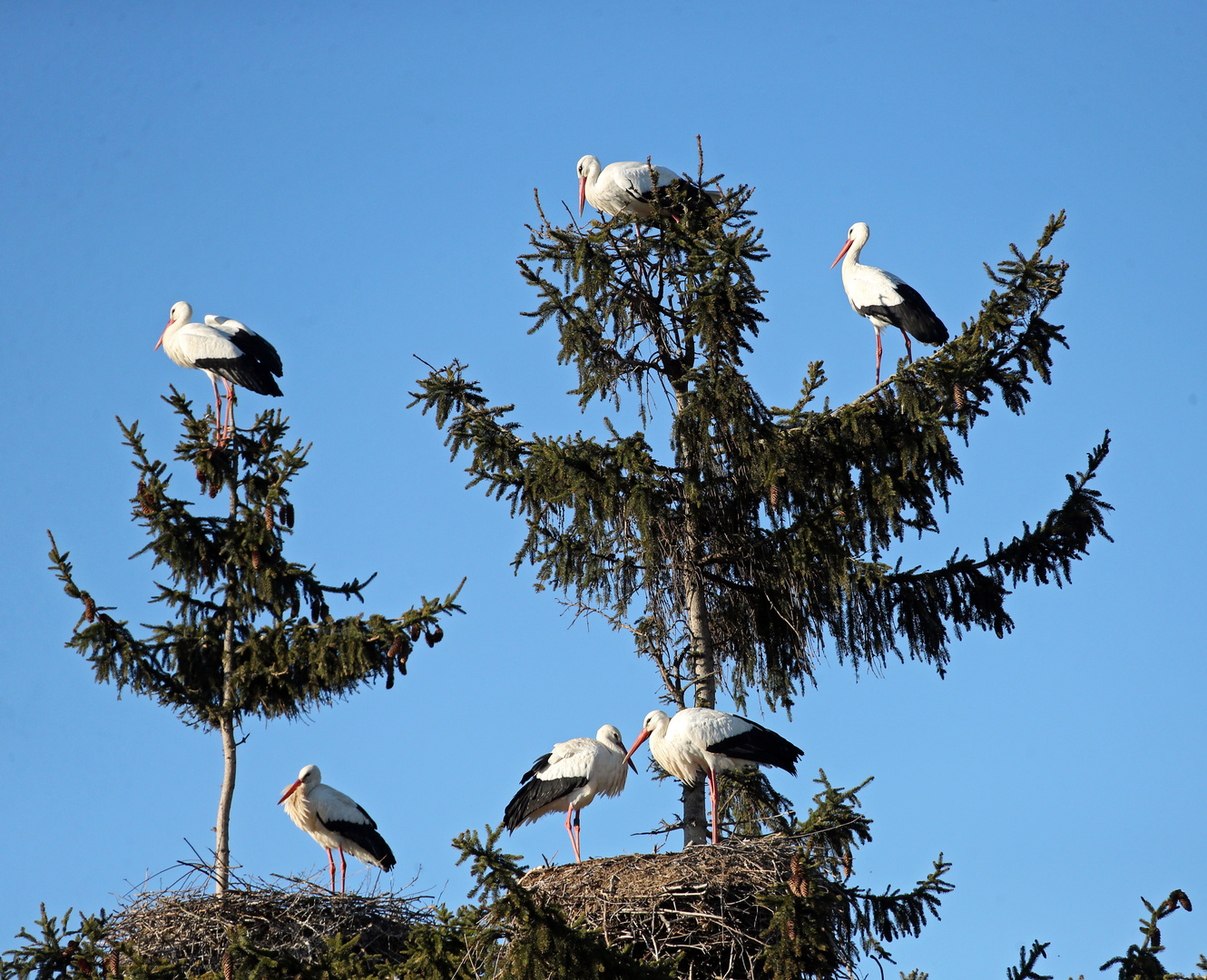 Weißstörche -Biebesheim- -4-