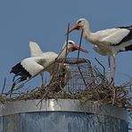 Weißstörche: Brutversuch bei der Rheinhalle 07