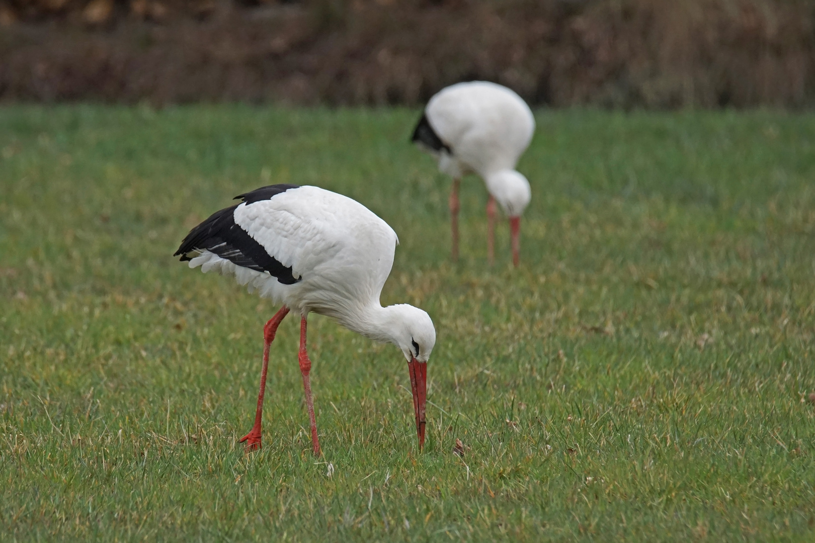 Weißstörche (Ciconia ciconia)