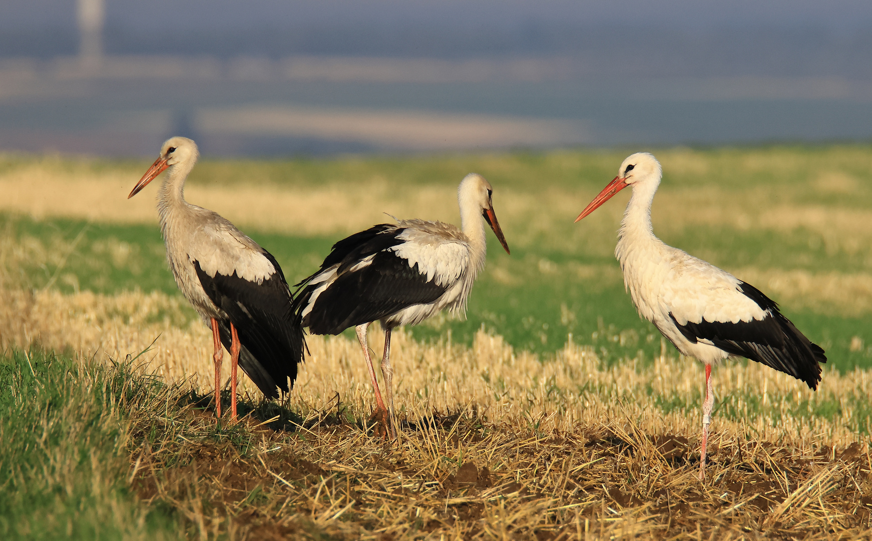 Weißstörche (Ciconia ciconia), in Rheinhessen