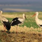 Weißstörche (Ciconia ciconia), in Rheinhessen