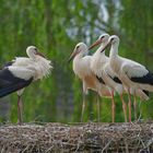 Weißstörche (Ciconia ciconia) Vehlingen