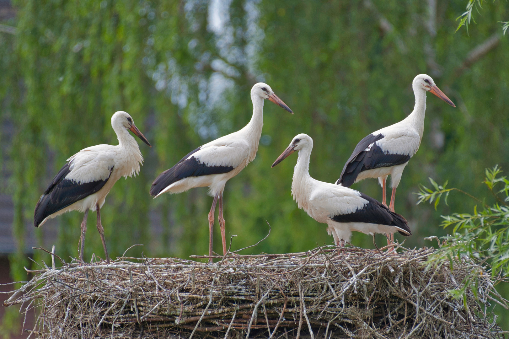 Weißstörche (Ciconia ciconia) Vehlingen (Isselburg)