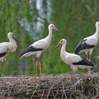 Weißstörche (Ciconia ciconia) Vehlingen (Isselburg)