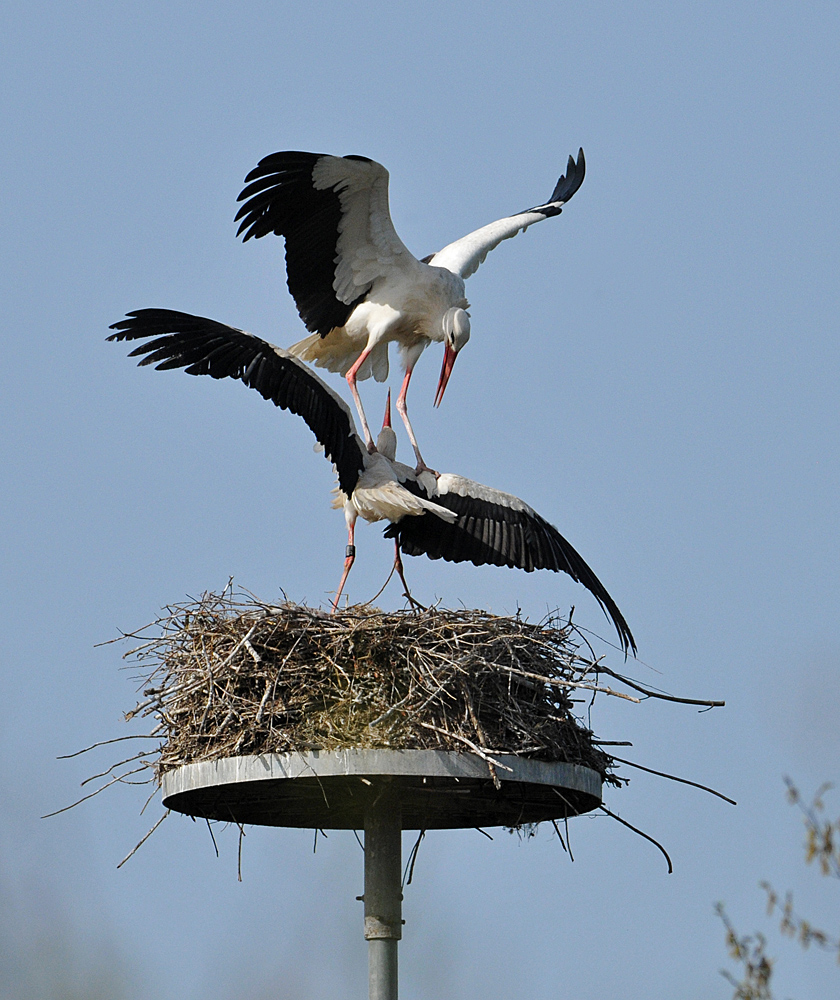 Weißstörche: Das ist mein Nest!