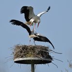 Weißstörche: Das ist mein Nest!