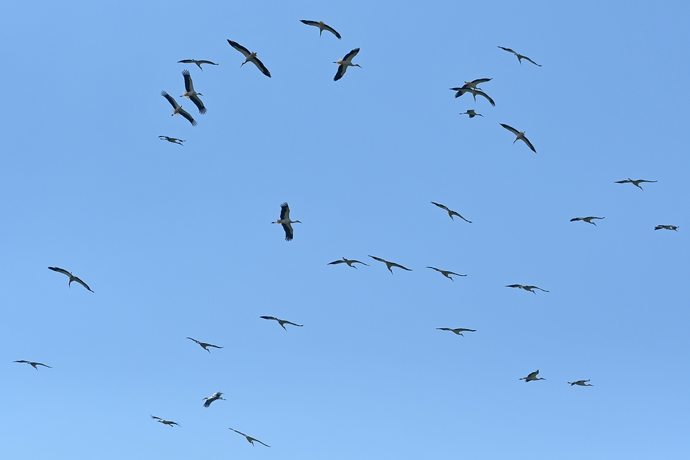 Weißstörche: Der Himmel über dem Hessischen Ried