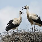 Weißstörche: Die Halbstarken