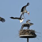 Weißstörche: Drei gegen einen 02