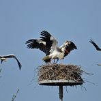 Weißstörche: Drei gegen einen