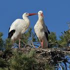 Weißstörche: Frühlingsgefühle oder Parasitenentfernung?