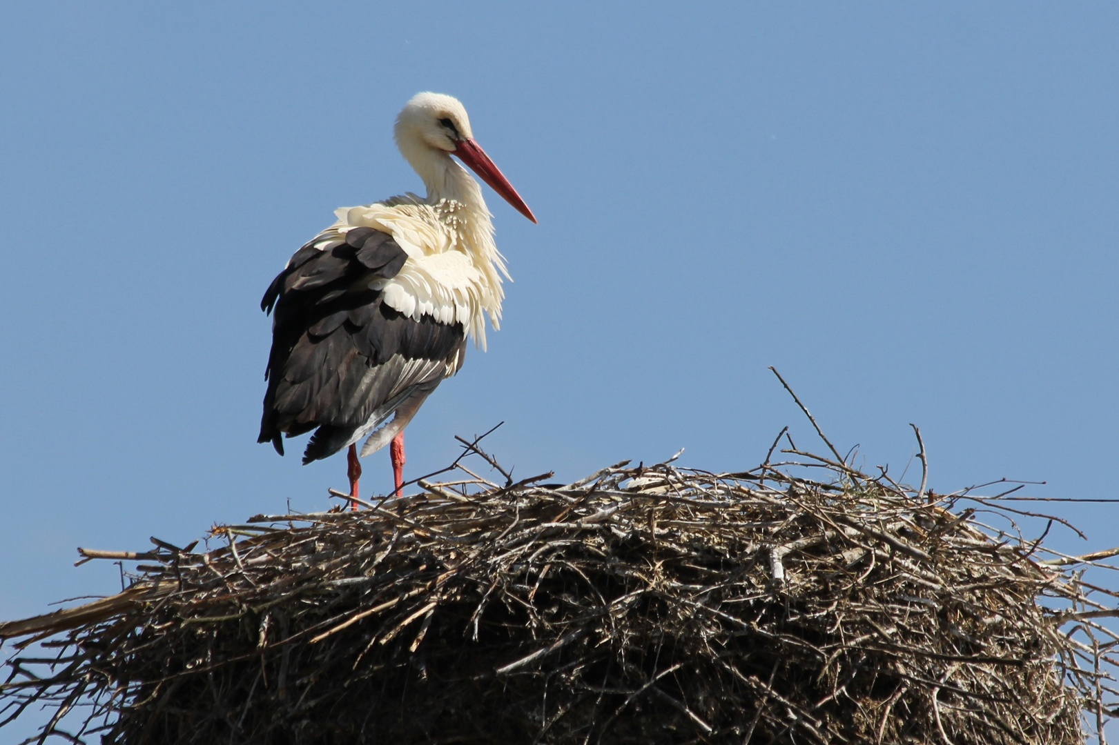 Weißstörche im Allwetterzoo Münster