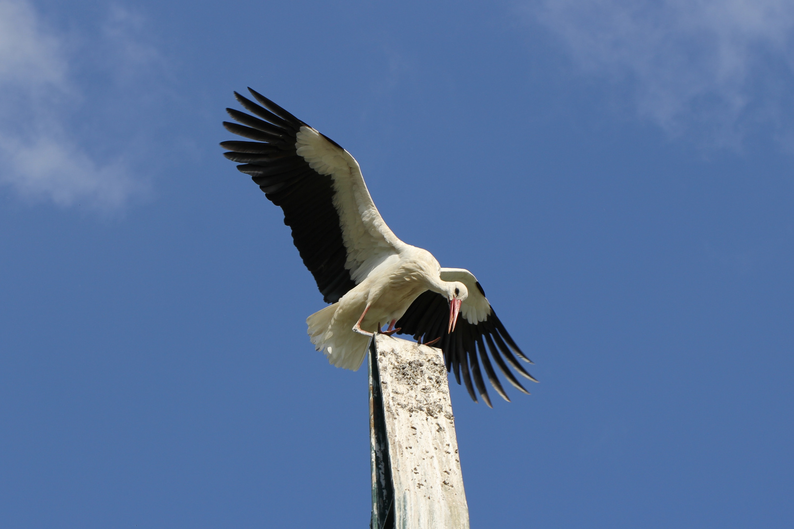 Weißstörche im Allwetterzoo Münster