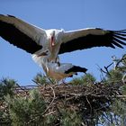 Weißstörche im Nest