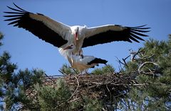 Weißstörche im Nest