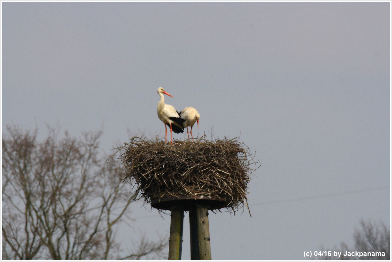 Weißstörche im Nest / Hervester Bruch bei Dorsten