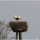 Weißstörche im Nest / Hervester Bruch bei Dorsten