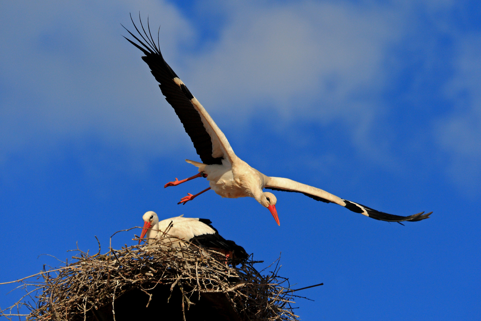 Weißstörche im neuen Nest.