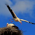 Weißstörche im neuen Nest.