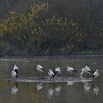 Weißstörche im Winter: Auch die müssen irgendwo schlafen 01