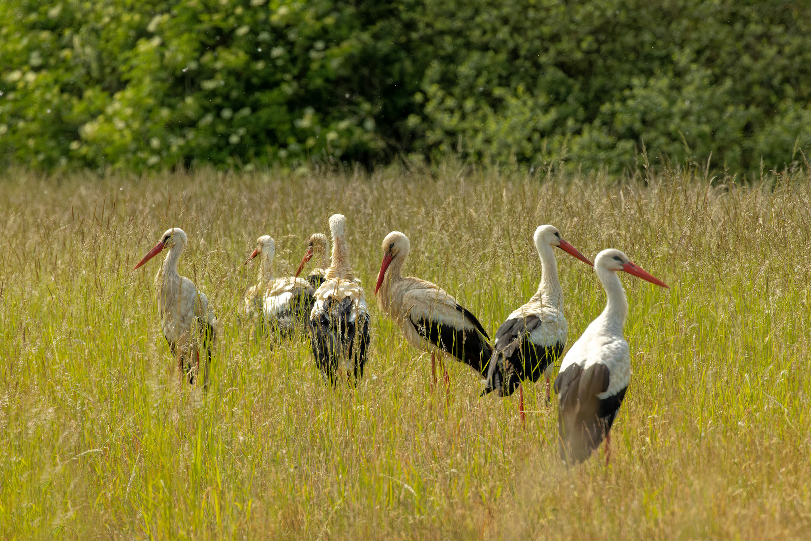 Weißstörche in der Wiese