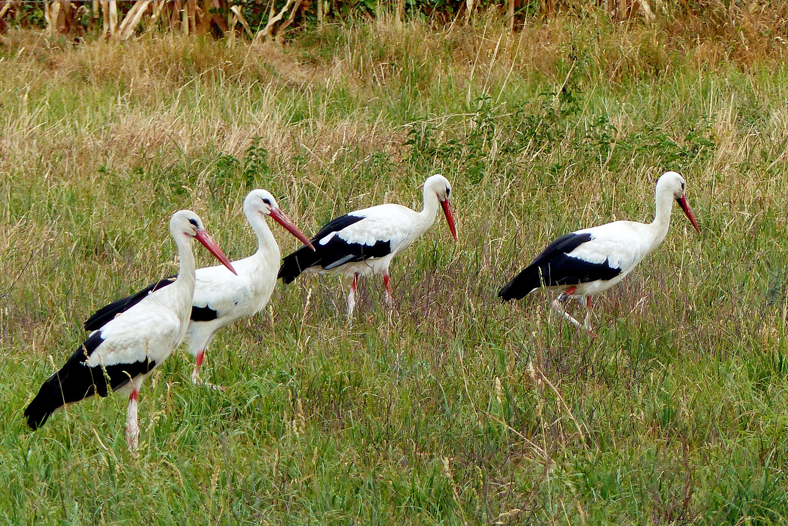   Weissstörche in Dormagen