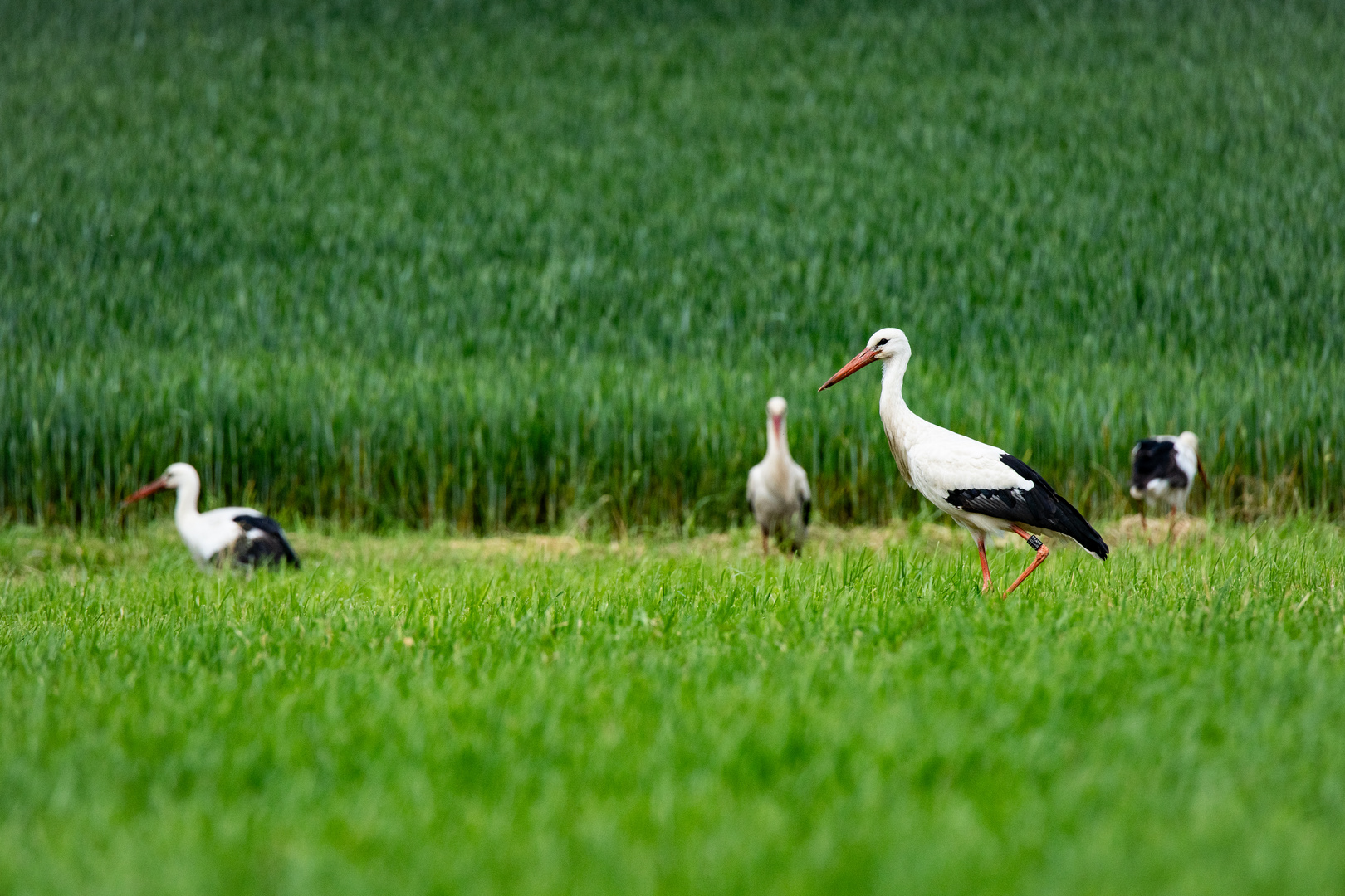 Weißstörche in Hessen