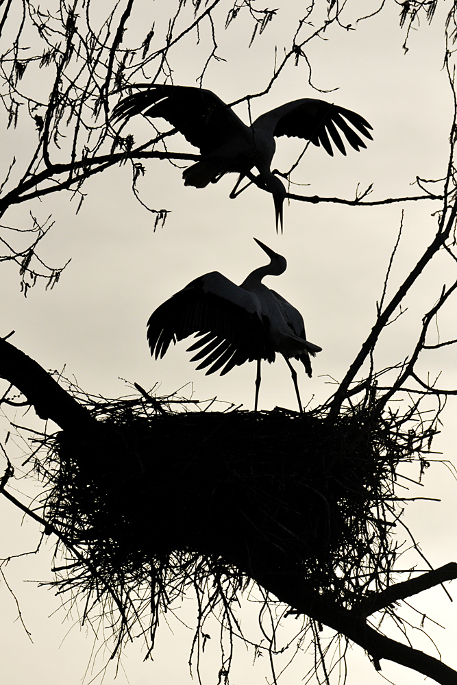 Weißstörche: Kämpfe um das Nest bis in den Abend