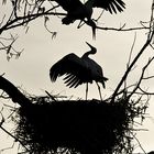 Weißstörche: Kämpfe um das Nest bis in den Abend