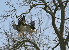 Weißstörche -Kampf in Baum- 