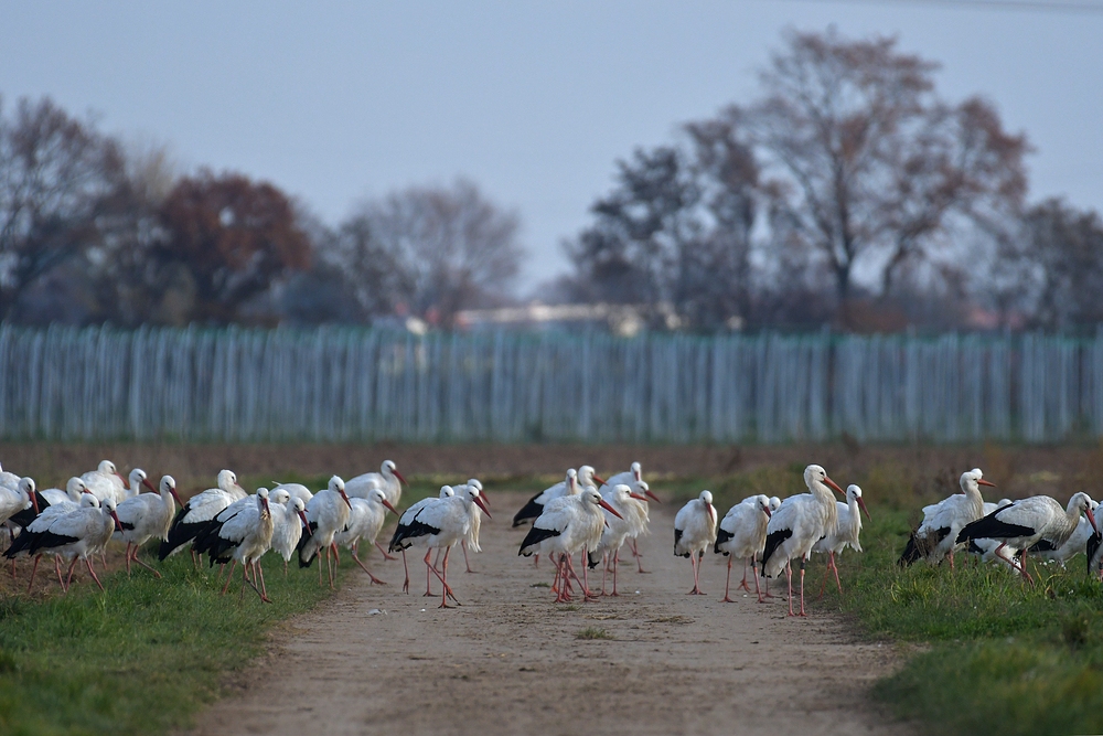 Weißstörche: Kein Storch fliegt nur so zum Spaß 02