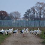 Weißstörche: Kein Storch fliegt nur so zum Spaß 02