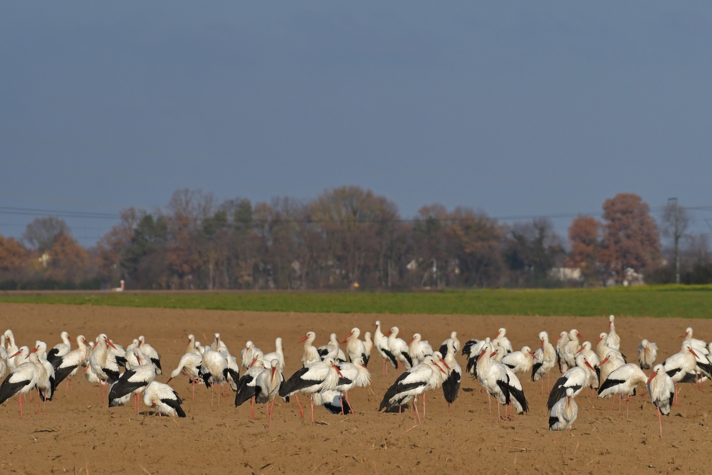 Weißstörche: Kein Storch fliegt nur so zum Spaß 03