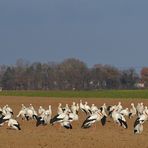 Weißstörche: Kein Storch fliegt nur so zum Spaß 03