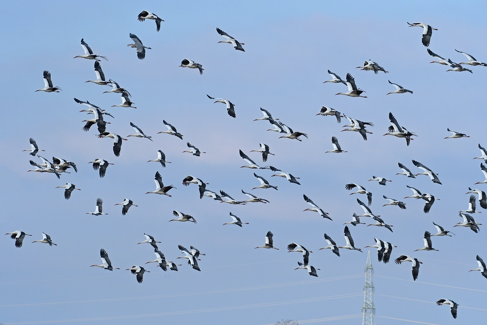 Weißstörche: Kein Storch fliegt nur so zum Spaß 06