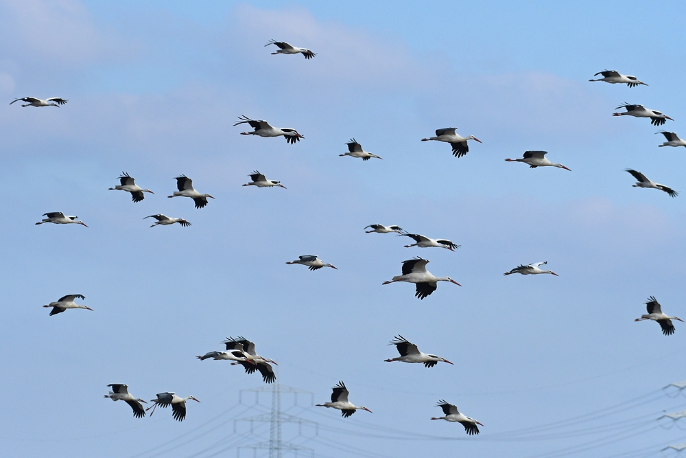 Weißstörche: Kein Storch fliegt nur so zum Spaß 07