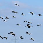 Weißstörche: Kein Storch fliegt nur so zum Spaß 07