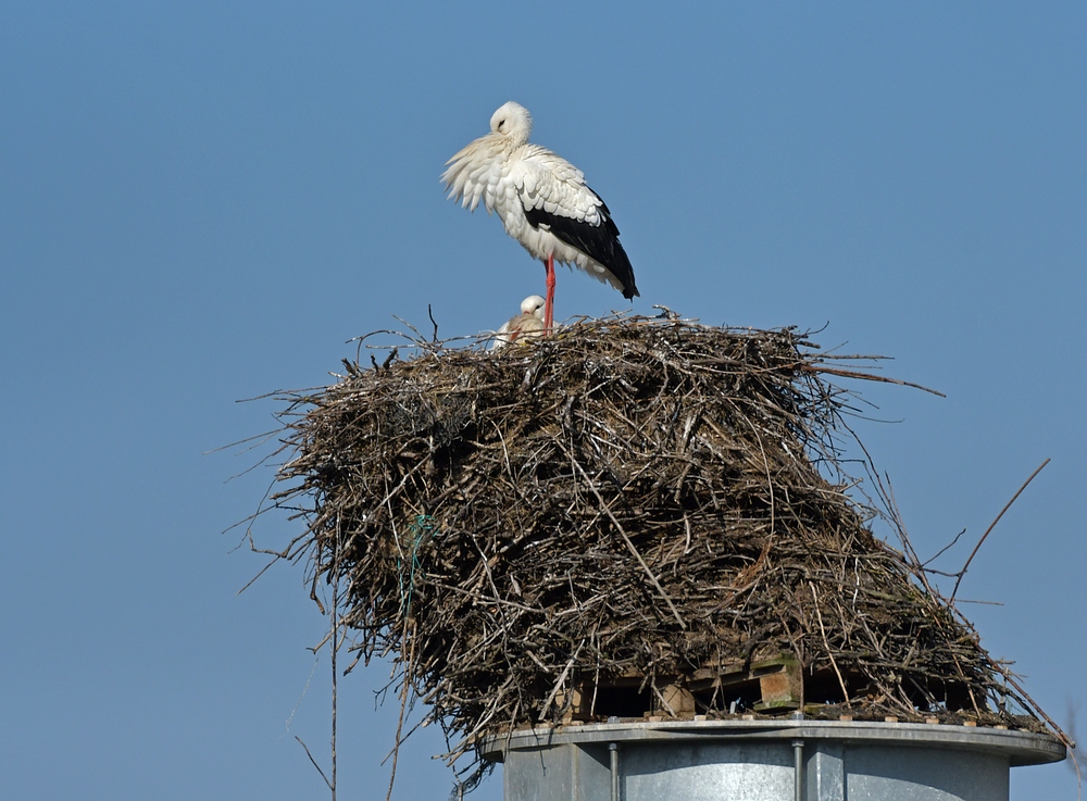 Weißstörche: Manchmal durchaus schräge Vögel?