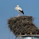 Weißstörche: Manchmal durchaus schräge Vögel?