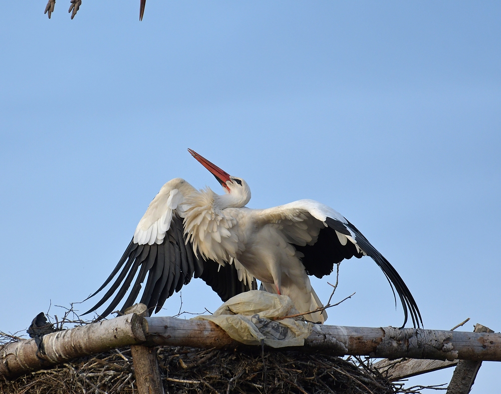Weißstörche: Nest – Übernahme – Versuch 04