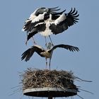 Weißstörche: Oben drei Angreifer, unten die Nestbesitzerin