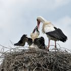 Weißstörche: Raubtierfütterung