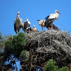 Weißstörche -sieben in einem Nest- -1-