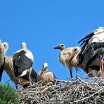 Weißstörche -sieben in einem Nest- -2-