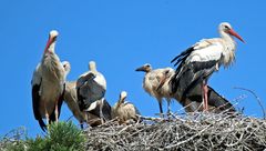 Weißstörche -sieben in einem Nest- -2-