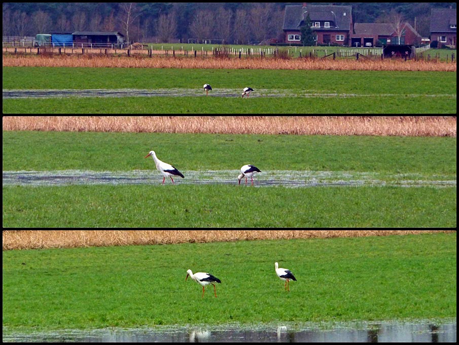 Weißstörche überwintern in Olfen